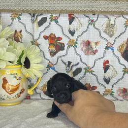 Atlas - Black male Dachshund puppy in Wellborn, Florida from Azalea Acres Mini Doxies