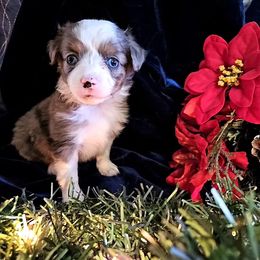 Toy Australian Shepherd Puppies from Badland's Toy Aussies