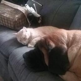 Mastiffs from Earth Shaking Mastiffs