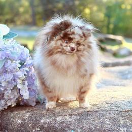 Rhiannon - Chocolate merle female Pomeranian puppy in Ector, Texas from BB Pomeranians
