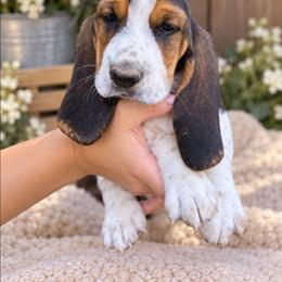 Pink - Black tan and white female Basset Hound puppy in Fayetteville, Tennessee from Southern Town Hounds