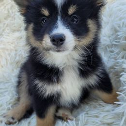Pomskies from Kenna'z Kuddly Pomskiez