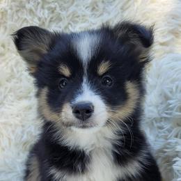 Pomskies from Kenna'z Kuddly Pomskiez