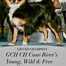 Chihuahua All Grown Up from Cane River Chihuahuas