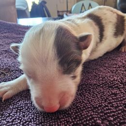Janis - Red merle female Border Collie puppy in Salt Lake City, Utah from Monarch BorderCollies