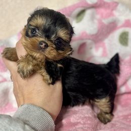 Dollee - Blue and gold female Yorkshire Terrier puppy in Fredericksburg, Indiana from Yorkie Blessings