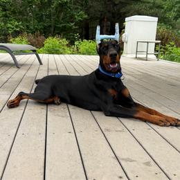 Raven - Black and rust female Doberman Pinscher puppy in Bruce Township, Michigan from Eminent Dobermans