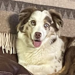 Pieper - Miniature Australian Shepherd