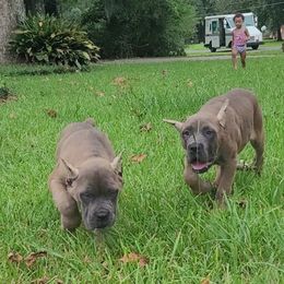 Girl 1 - Gray and fawn Cane Corso puppy in Baton Rouge, Louisiana from Walton's Cane Corso