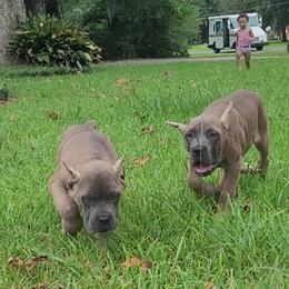 Girl 1 - Gray and fawn Cane Corso puppy in Baton Rouge, Louisiana from Walton's Cane Corso