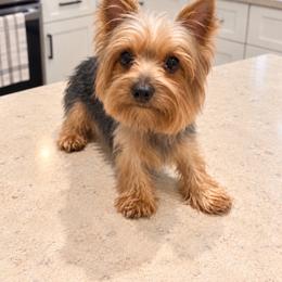 Lulu - Black and tan female Yorkshire Terrier puppy in Orlando, Florida from Everyonelovesyorkies