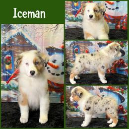 Boy 6 - Australian Shepherd puppy from Northwest Rainbow Aussies and Golden Retrievers