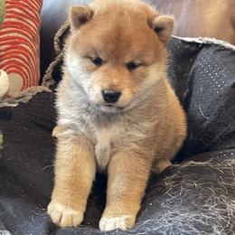 James - Red male Shiba Inu puppy in Milton, Florida from Moonlight Shibas