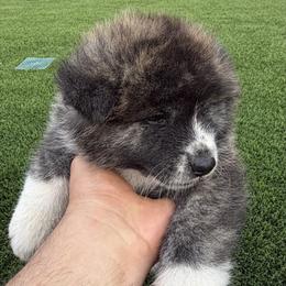 HANA - Brindle female Japanese Akitainu puppy in Lakeside, California from The Akita INU Club, California