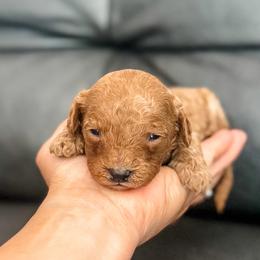 Sunny - Red female Cavapoo puppy in Saint George, Utah from Fitzdoodles