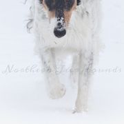 Borzois from Northern Tier Hounds