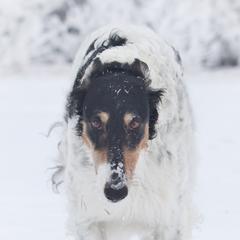 Borzois from Northern Tier Hounds