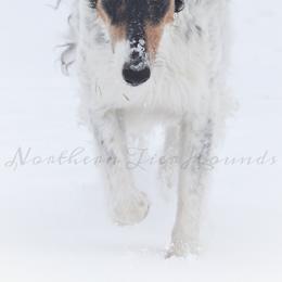 Borzois from Northern Tier Hounds