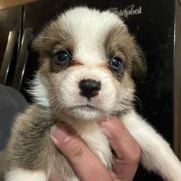 Carole - White and red female Pembroke Welsh Corgi puppy in Rochester, New York from Tnt Yorkies and Cosmic corgis