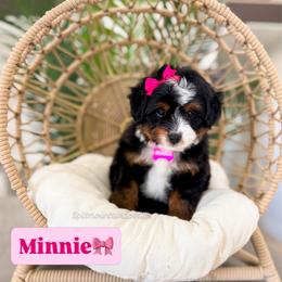 Minnie - Tri-color female Bernedoodle puppy in West Haven, Utah from Split Mountain Doodles