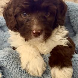 Finnegan - Red tri-color male Aussiedoodle puppy in Rochester, Massachusetts from Harmony Hill Doodles