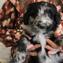 Aussiedoodle Puppies from NC Aussiedoodles