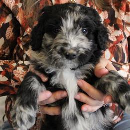 Aussiedoodle Puppies from NC Aussiedoodles