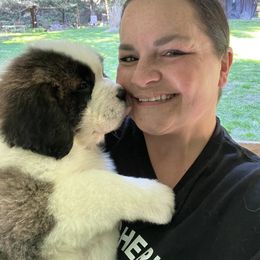 Saint Bernard Puppies from Fletchers Saints