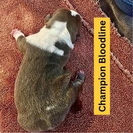 Girly - Blue tri-color female Bulldog puppy in Tremonton, Utah from Snuggle Pups