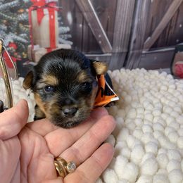 Boy orange 1300 - Black and tan male Yorkshire Terrier puppy in Douglas, Georgia from Southern Georgia Yorkies and biewers