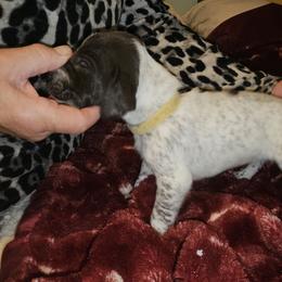 J - White and liver female German Shorthaired Pointer puppy in Glendive, Montana from Lazy Hearts Kennel