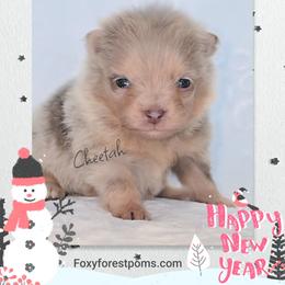 Cheetah - Chocolate merle female Pomeranian puppy in Eatonville, Washington from Foxy Forest Poms