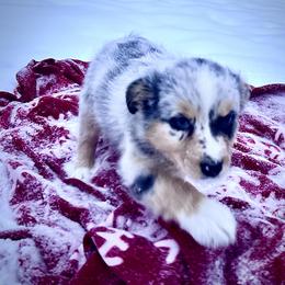 Lila - Blue merle female Australian Shepherd puppy in Marshfield, Vermont from Discovery Hill Australian Shepherds