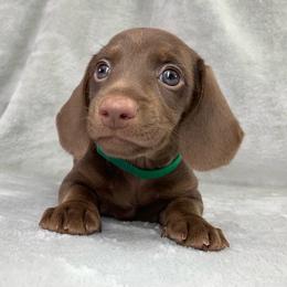 Male - Chocolate male Dachshund puppy in Birmingham, Alabama from LongBottomDachshunds
