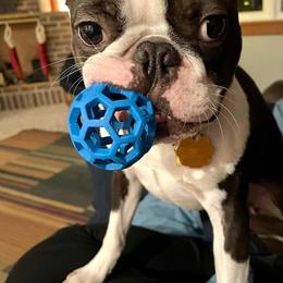 Boston Terrier Puppies from Big Sky Bostons
