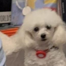 Chhutki - Maltipoo