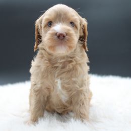 Cassiopeia - Gold female Australian Cobberdog puppy in Bellingham, Minnesota from Whispering Prairie Australian Cobberdog