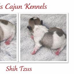 Light blue female - Blue and white female Shih Tzu puppy in Eunice, Louisiana from 4J's Cajun Kennels