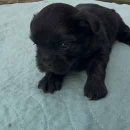 Twinkle - Black and gold female Yorkshire Terrier puppy in Houston, Texas from Little things