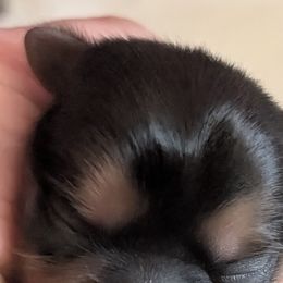 Boy 1 - Black and tan male Shih Tzu puppy in Port Huron, Michigan from Shih Tzu Cottage
