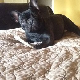 French Bulldog All Grown Up from Morgenstern's French Bulldogs