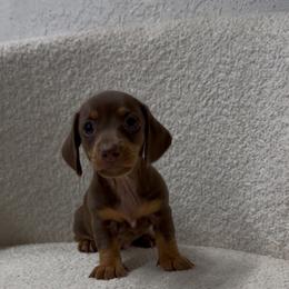 Puppy number one, Gidget - Chocolate female Dachshund puppy in Spokane, Washington from Dearhaven Doxie