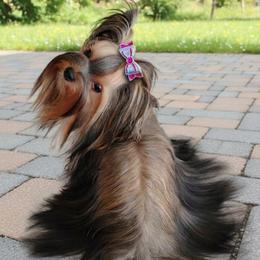 Starling - Russian Salon Dog
