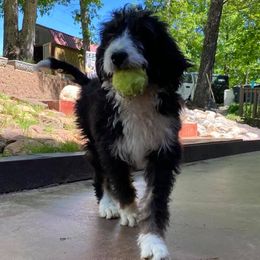 Bernedoodles and Goldendoodles from Owen Doodles