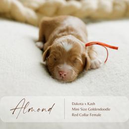 Almond - Red  female Goldendoodle puppy in Hiddenite, North Carolina from Rose and Reid Doodles