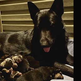 German Shepherds from von Kimrick Kennels