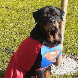 Basset Hounds and Rottweilers from R.F. Dog Training
