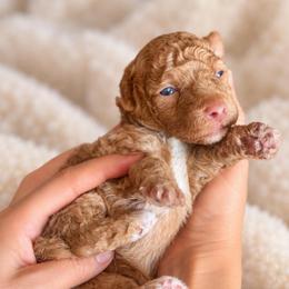 Oakley - Cream male Goldendoodle puppy in Millville, California from Hope Lane Kennels