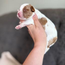 Persephone - Blenheim female Cavapoo puppy in Spring Hill, Florida from Parisian Puppies