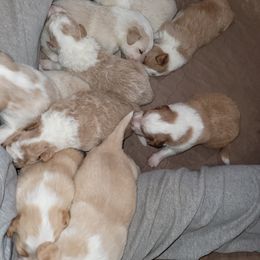 English Shepherd Puppies from ThreeDarkBays English Shepherds